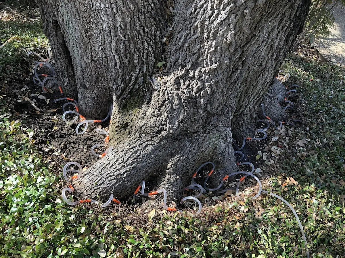 Detailed Tree Cabling and Bracing job site in Cannon Afb