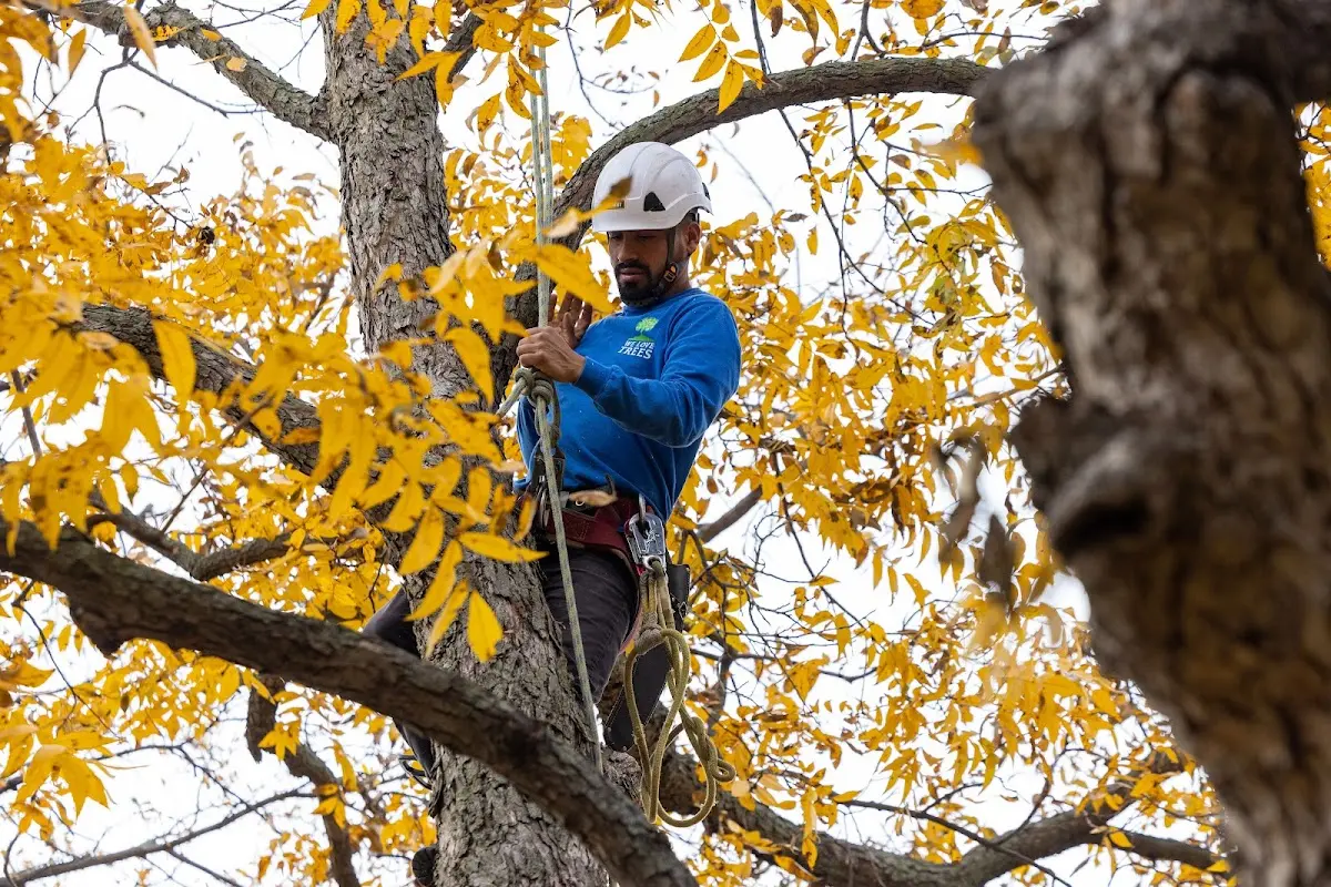 Skilled Tree Trimming crew working in Cannon Afb