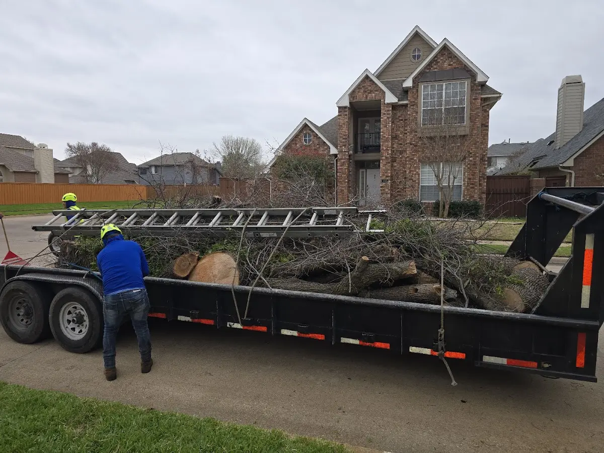 Expert Tree Removal with proper safety equipment in Cannon Afb